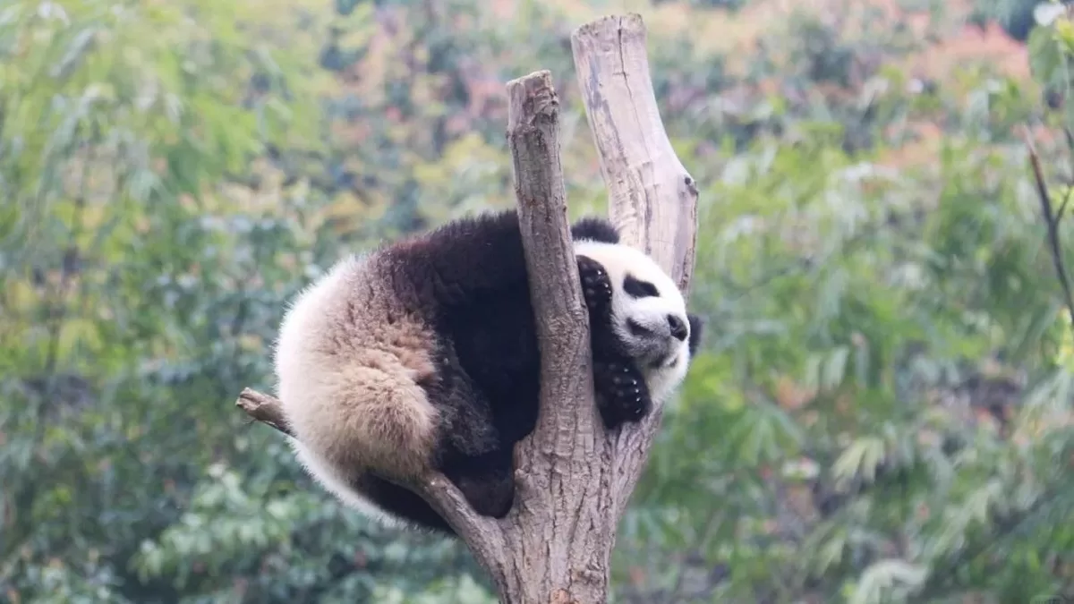 Panda Li Dui