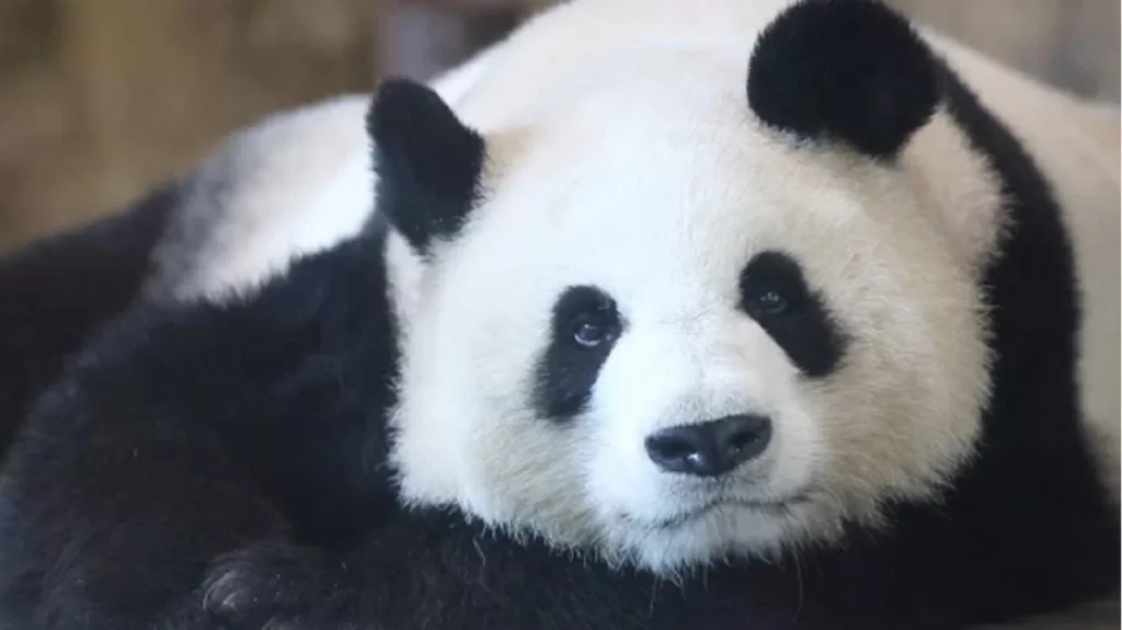 Panda Li Li