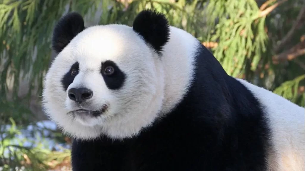 Panda Mei Xiang