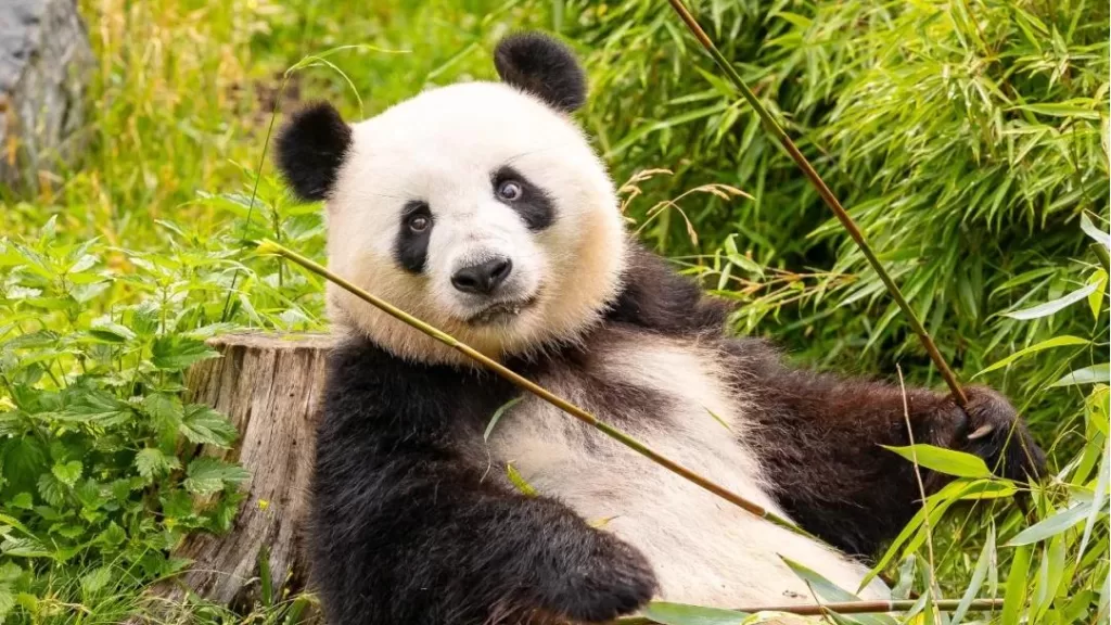 Panda Meng Meng In Germany