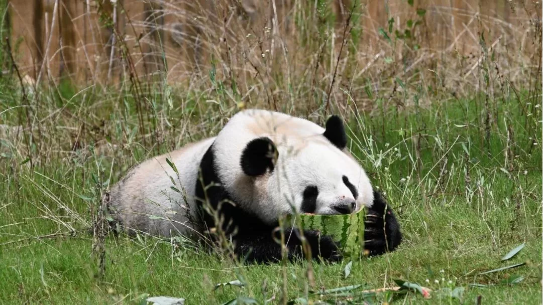 Panda Qin Yun