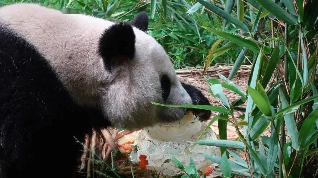 Panda Qing Qing 38 Years Old