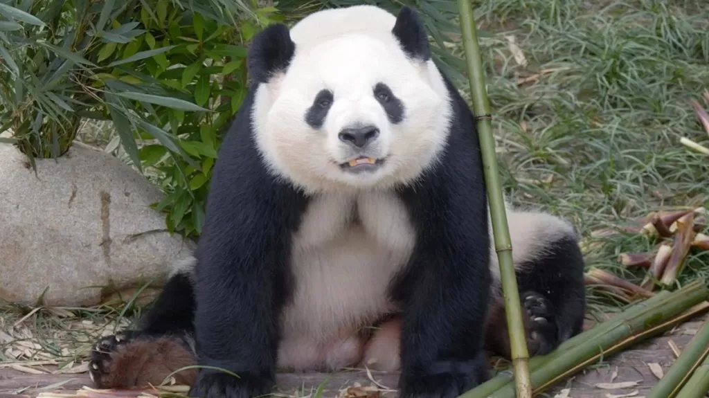 Panda Qing Xiao