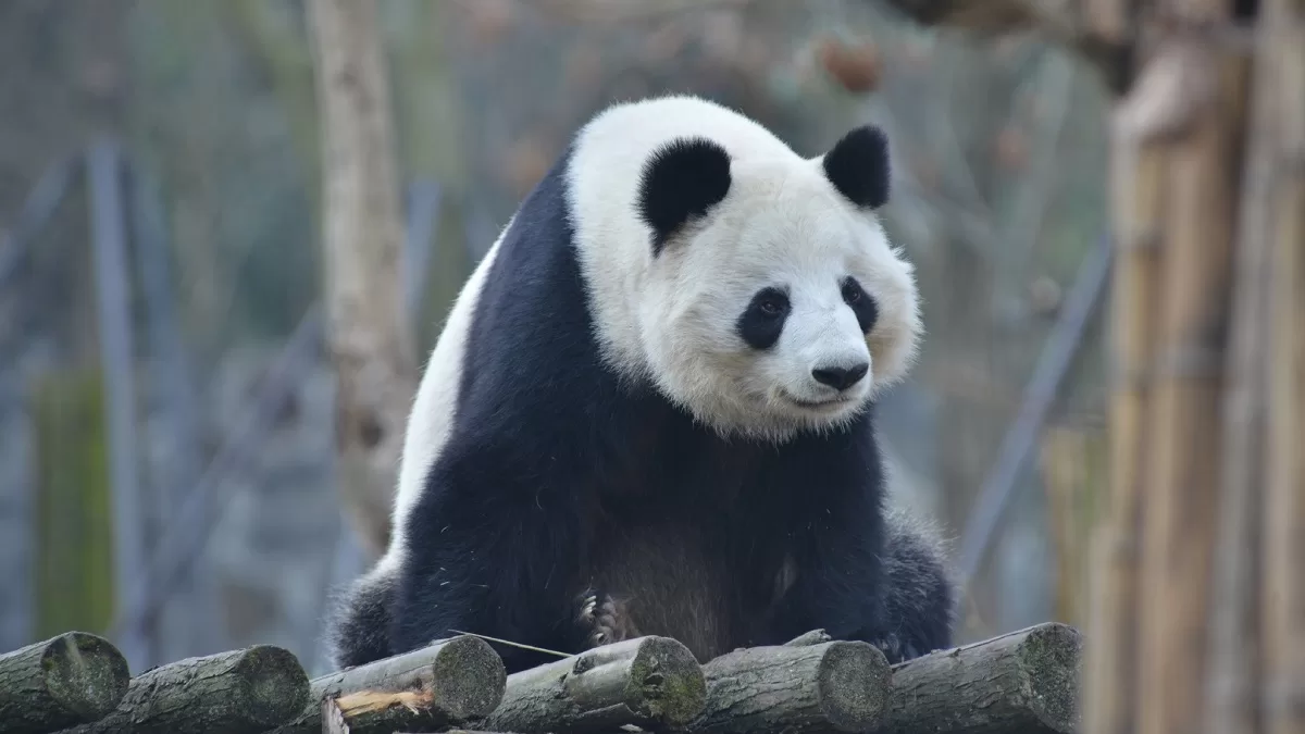 Panda Shu Lan