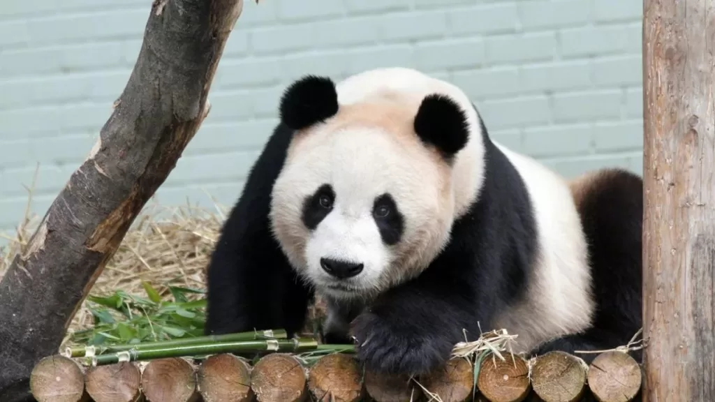 Panda Tian Tian From Ediburgh