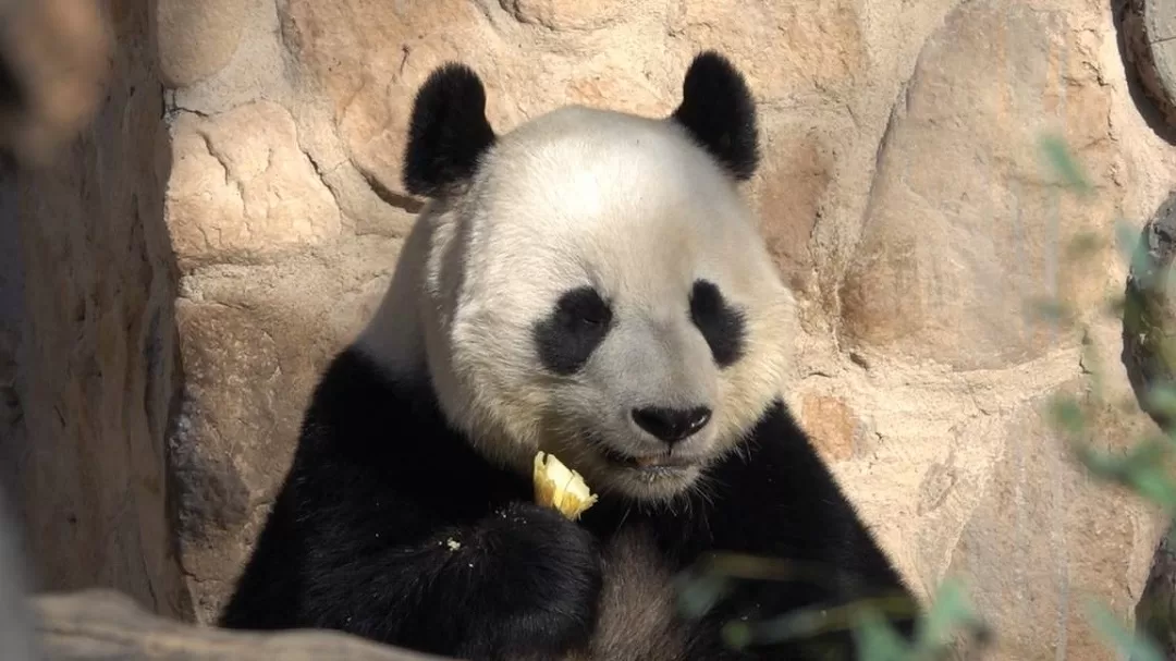 Panda Wu Jun