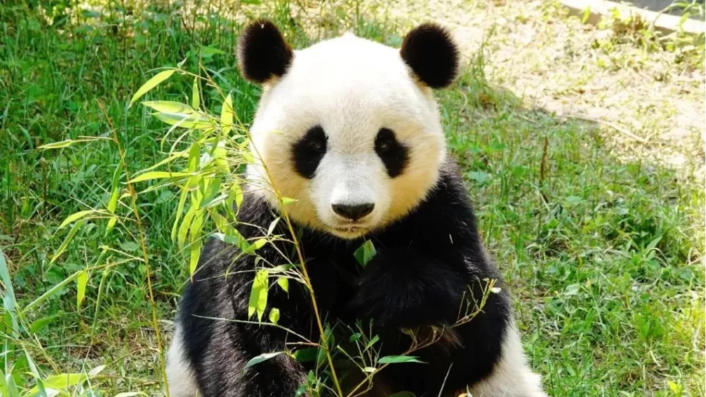 Panda Xi Mei
