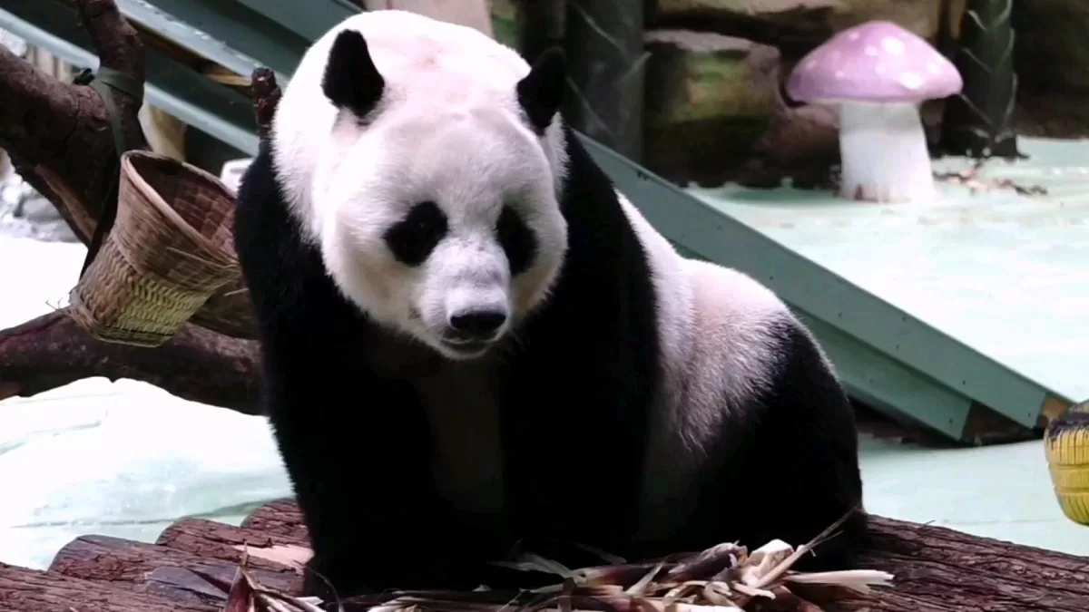 Panda Xi Xi