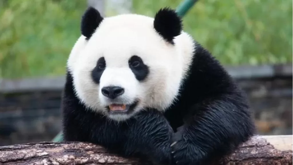 Panda Xiao Qi Ji