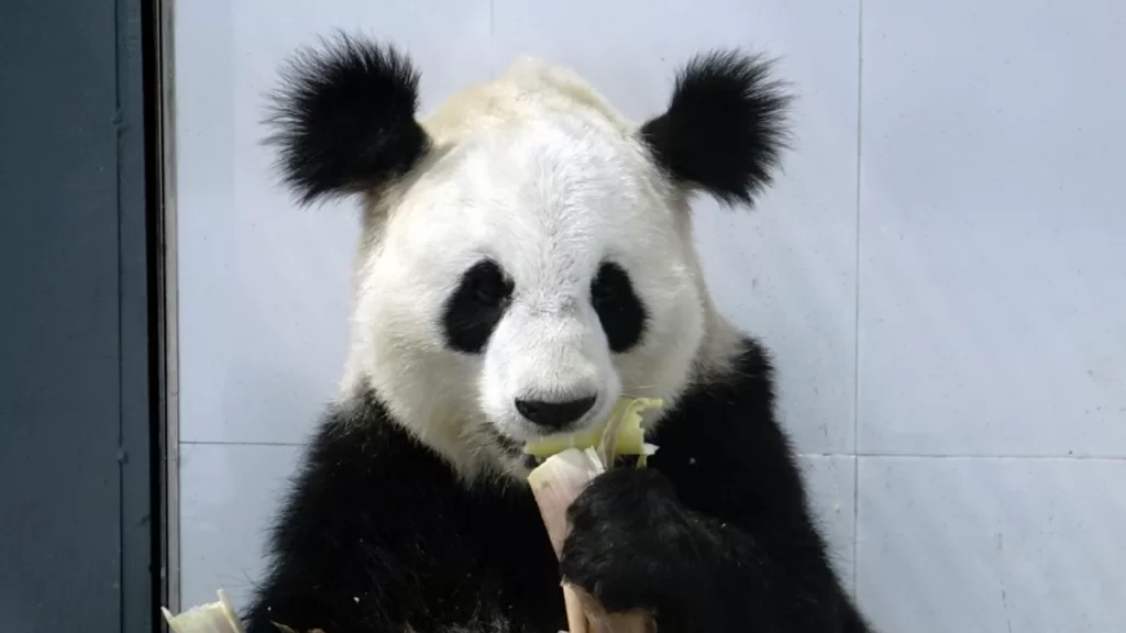 Panda Xiao Ya
