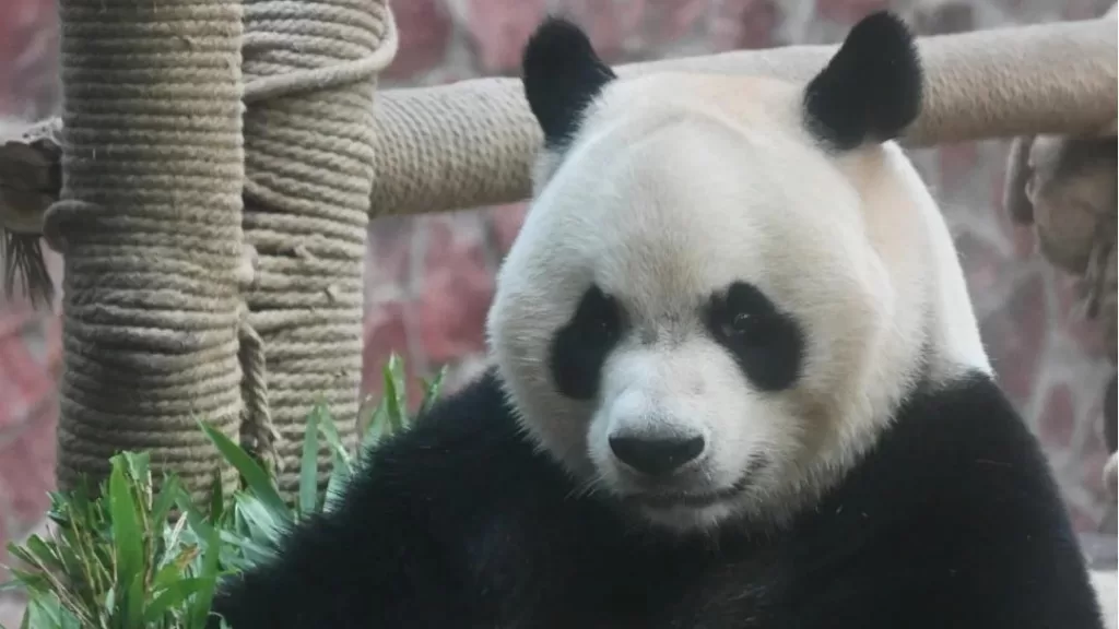 Panda Xing Bao