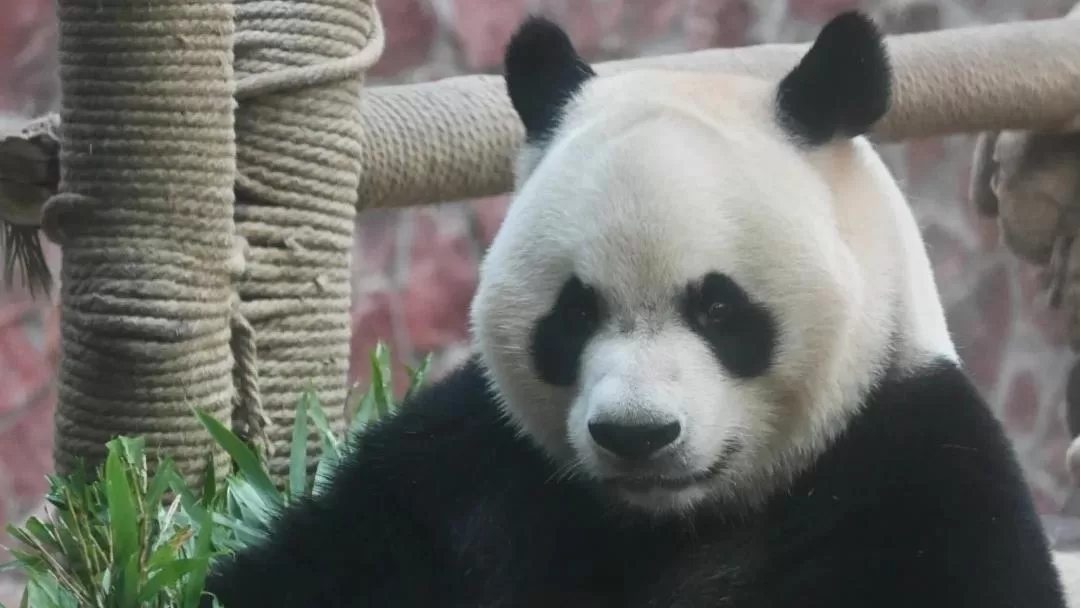 Panda Xing Bao