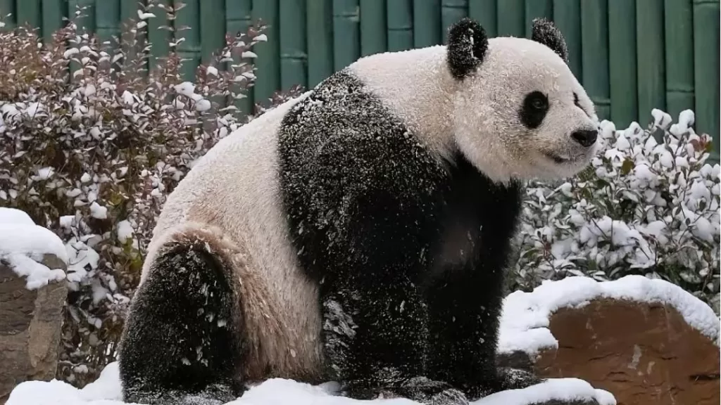 Panda Ya Ji