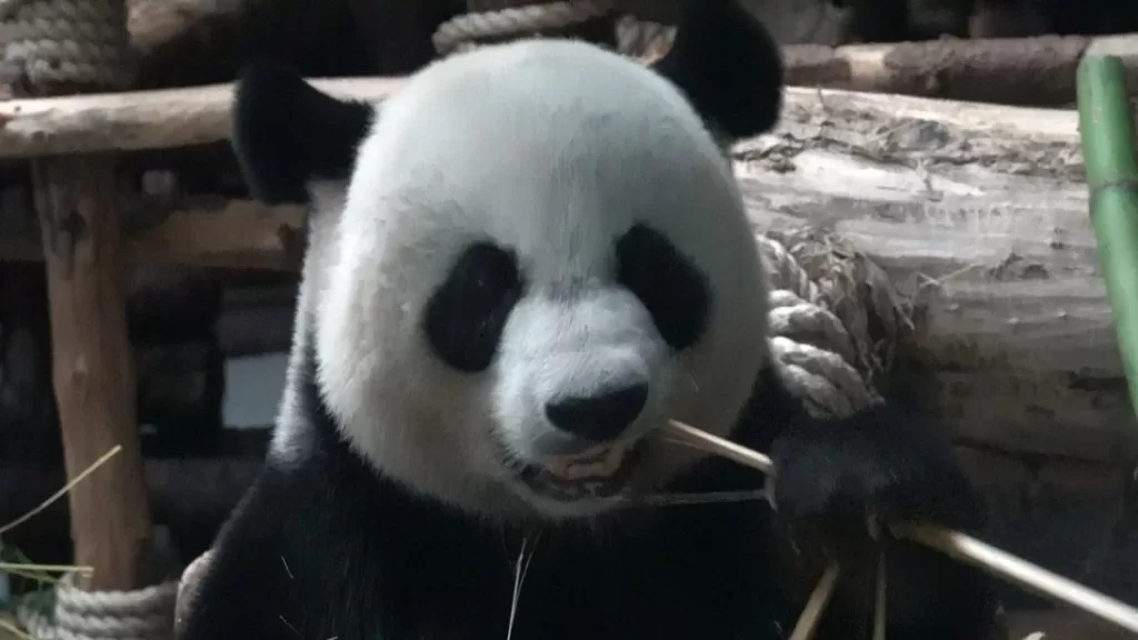 Panda Zhen Da