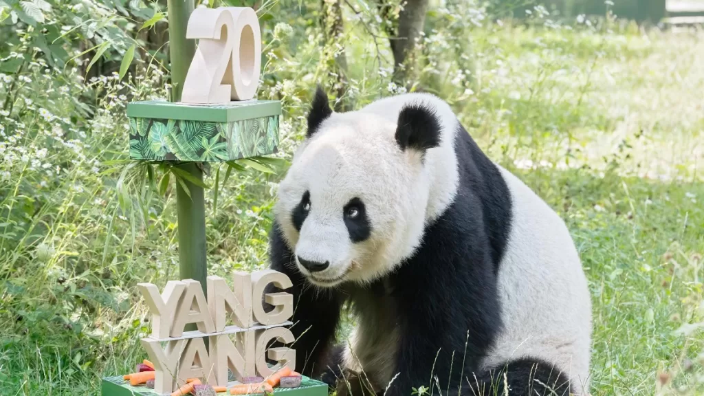 Panda Yang Yang 2000