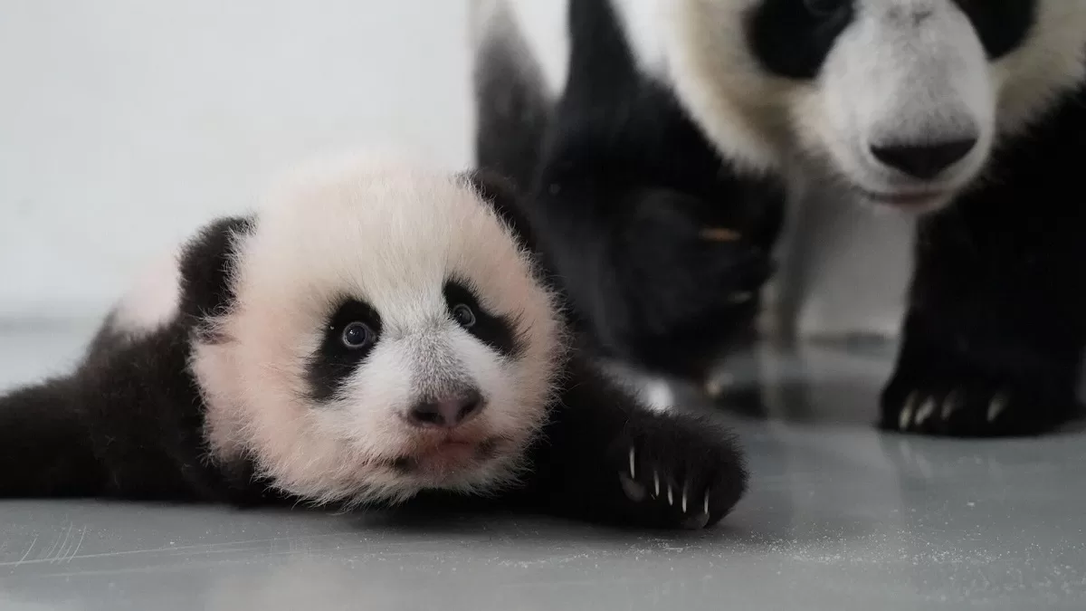 The Meaning Behind Giant Panda Names