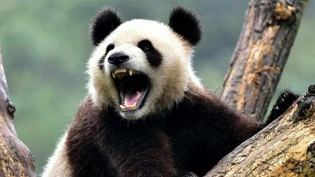 The Secrets Of Giant Panda Teeth