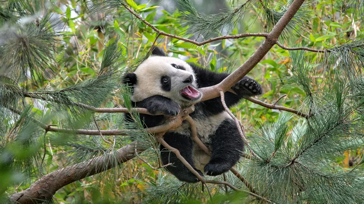 The Tree Climbing Skills Of Giant Pandas