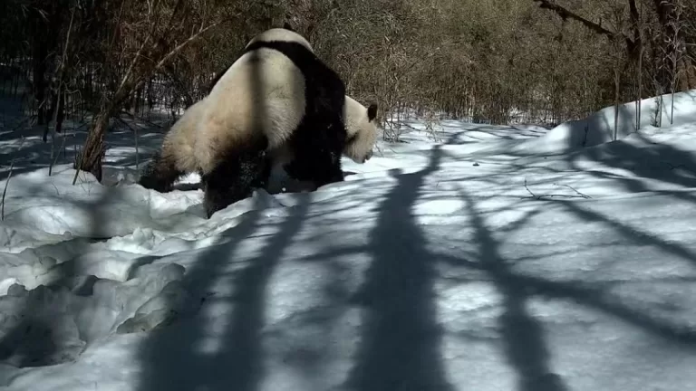 Two Released Giant Pandas Dating Captured On Camera