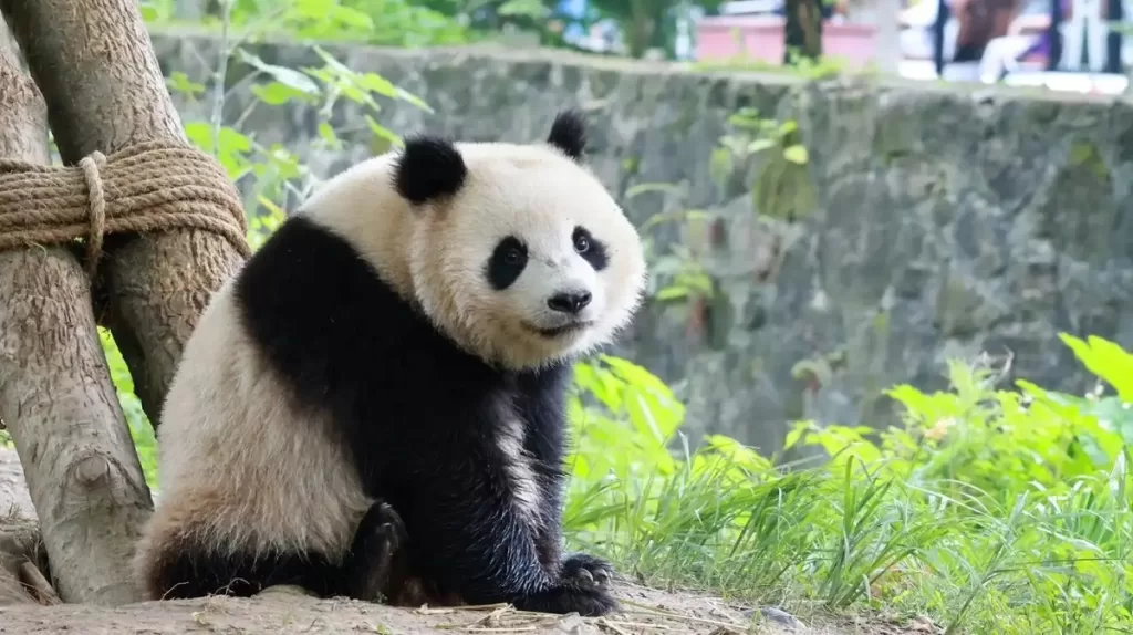 What Do Pandas Look Like
