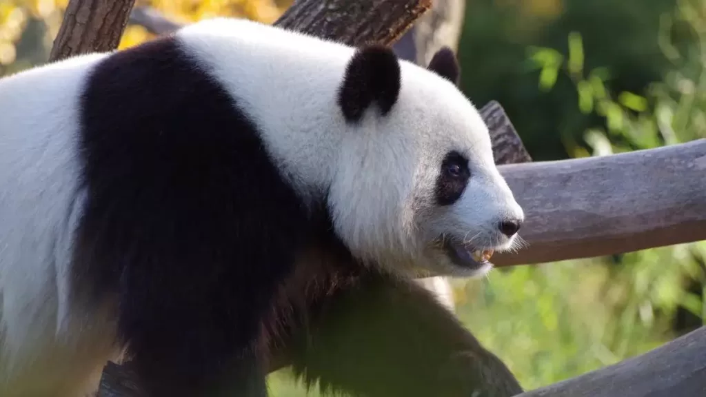 Why Giant Pandas Can Survive For 8 Million Years