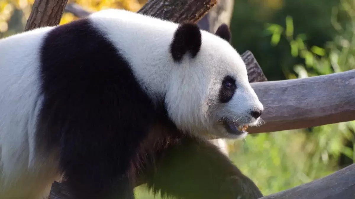 Why Giant Pandas Can Survive For 8 Million Years
