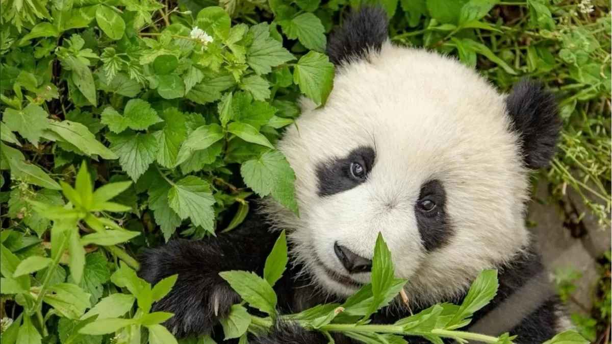 Why Is The Giant Panda Considered A National Treasure