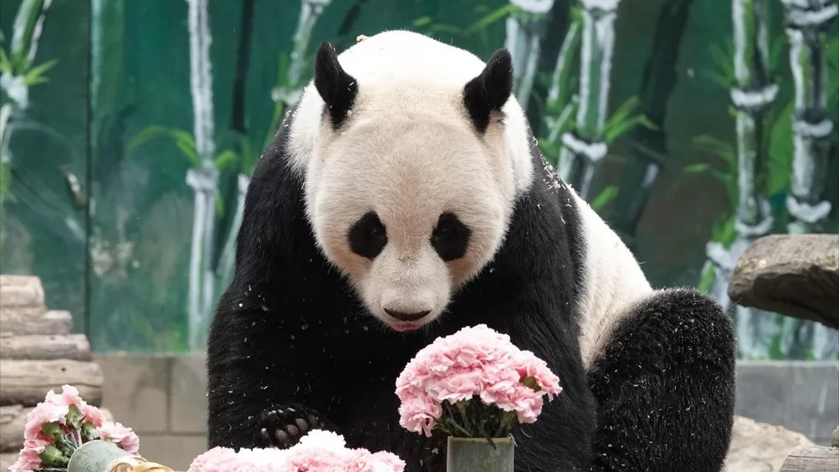Panda Hua Mei