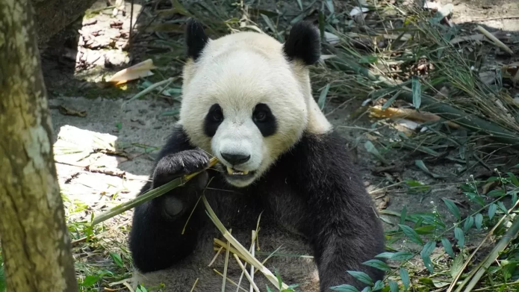 Panda Xiao Jiang