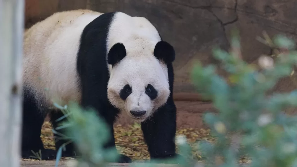 Panda Yang Yang 1997