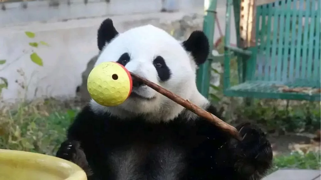 Are Giant Pandas Smart