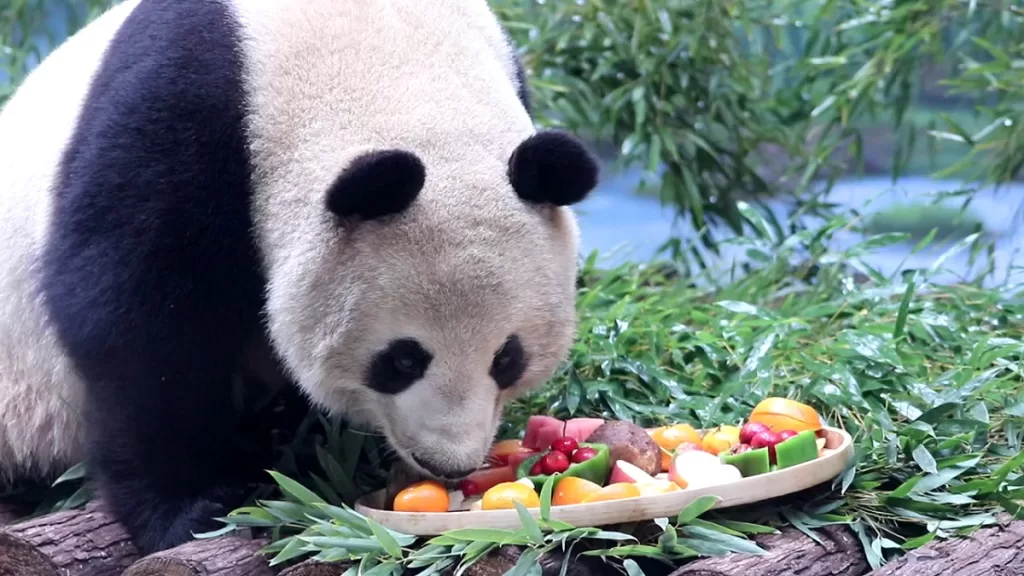 Are Pandas Herbivores