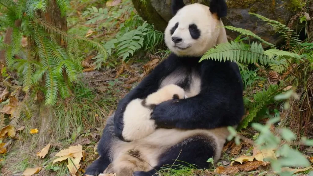 Are Pandas Mammals