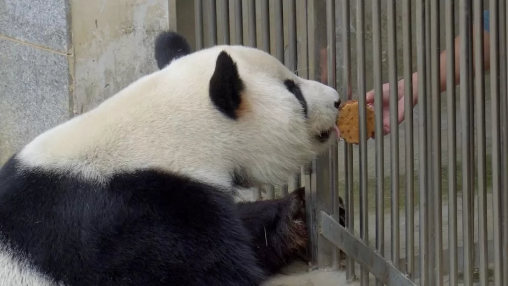 Are Pandas Omnivores