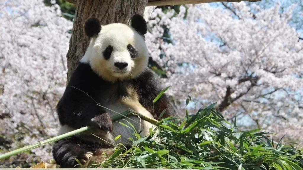 Are There Pandas In Japan