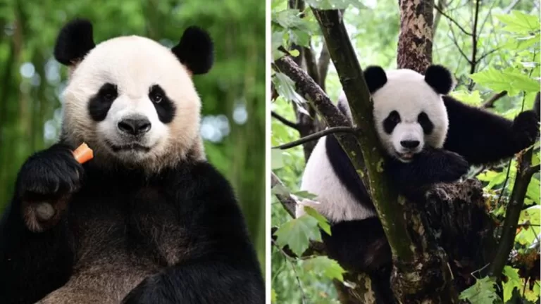 Central Government's Panda Naming Contest Receives Enthusiastic Response