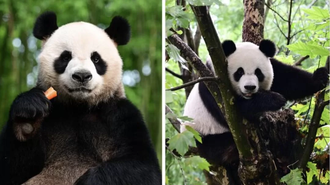 Central Government's Panda Naming Contest Receives Enthusiastic Response