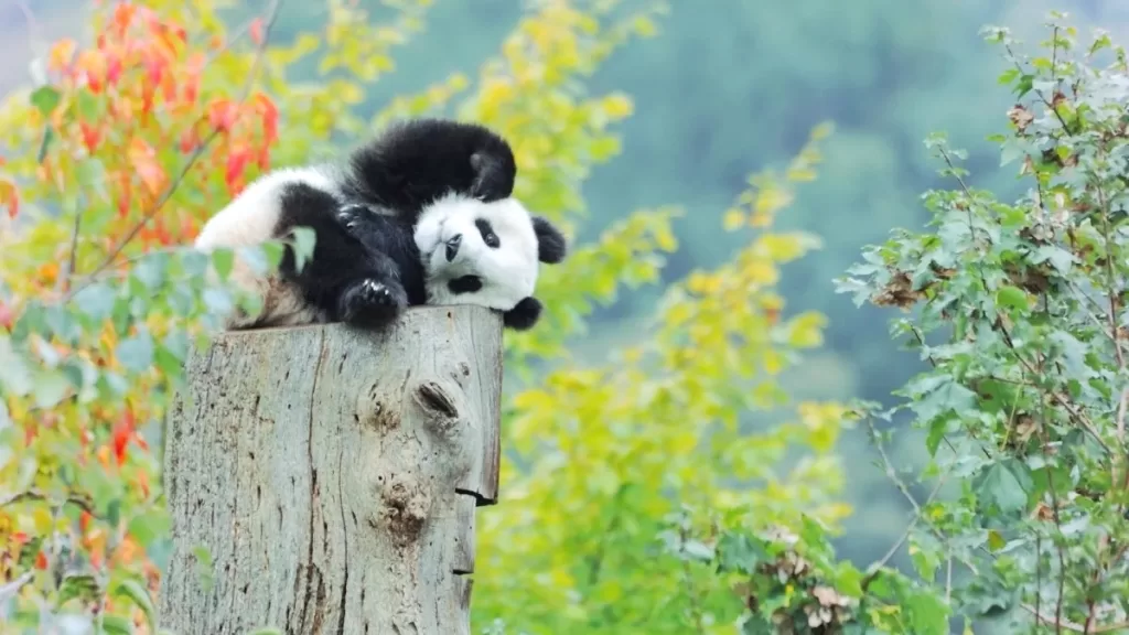 Do Pandas Live In The Rainforest