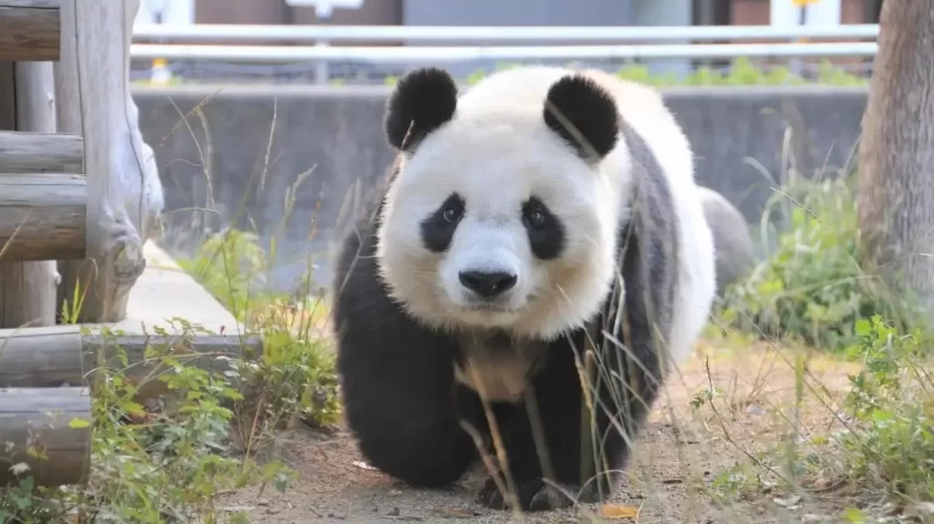 Giant Panda Dan Dan Becomes A New Ambassador For Sino Japanese Friendship