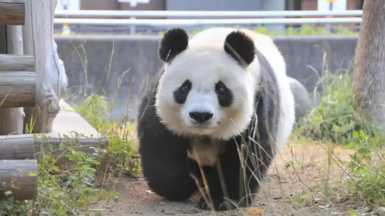 Giant Panda Dan Dan Becomes A New Ambassador For Sino Japanese Friendship