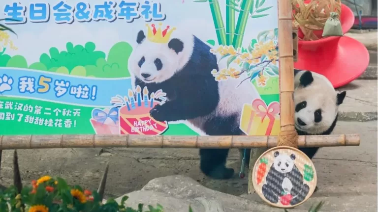 Giant Panda Meng Meng Celebrates 5th Birthday