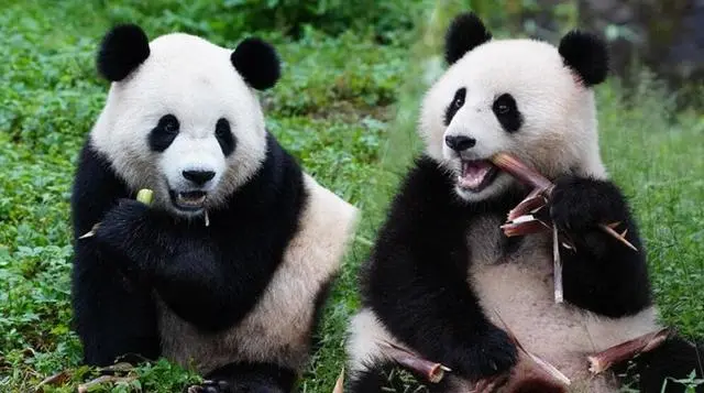 https://pandatribe.org/wp-content/uploads/2024/10/Giant-Pandas-Bao-Li-and-Qing-Bao-Arrive-in-the-U.S.-Set-to-Meet-the-Public-in-January1.webp