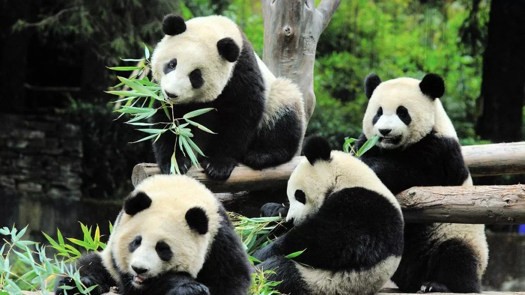 How Much Bamboo Does A Panda Eat