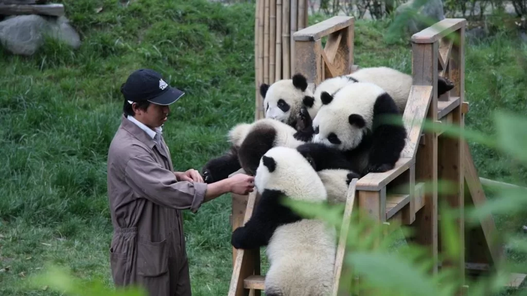How Big Do Panda Bears Get