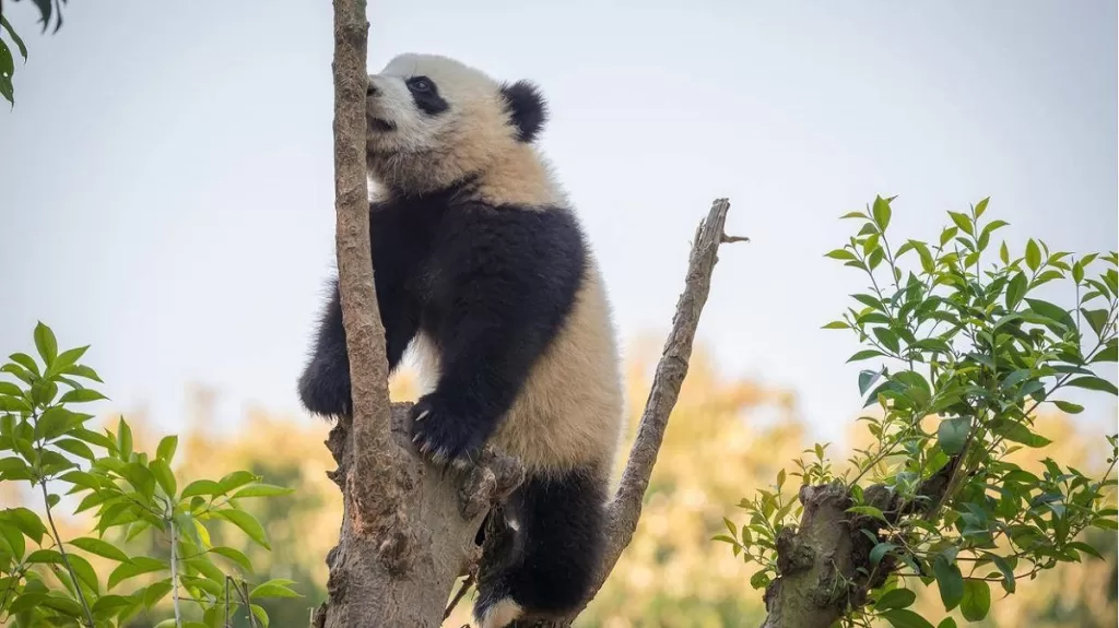 How Do Pandas Protect Themselves