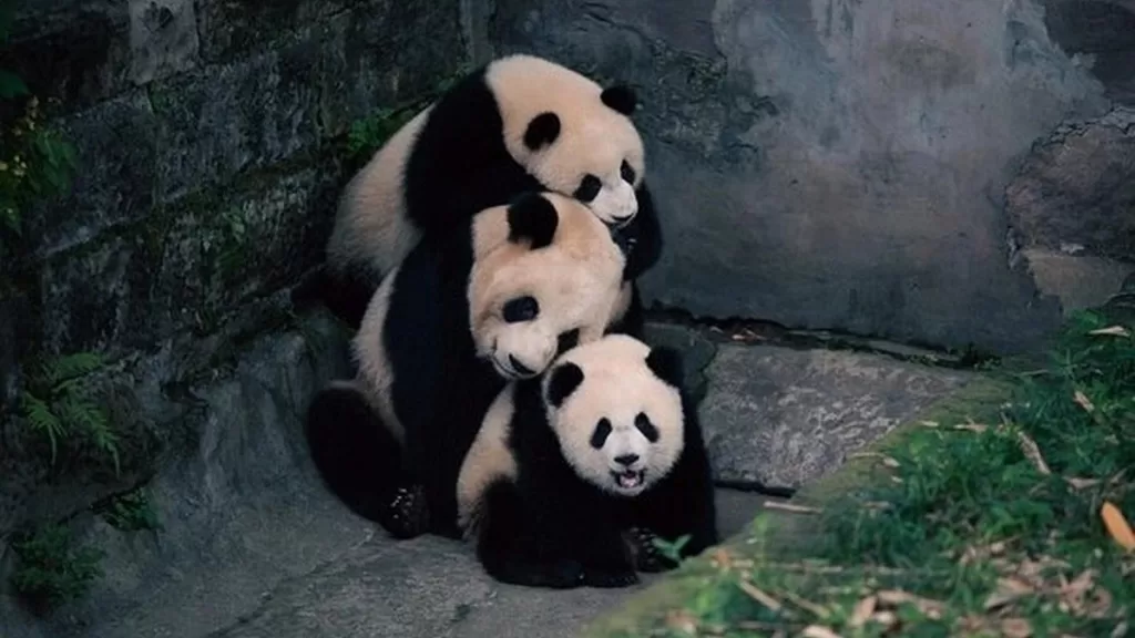 How Do Pandas Communicate