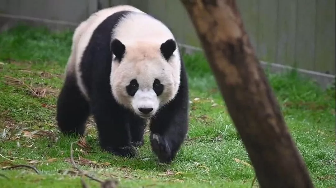 How Fast Can A Panda Run