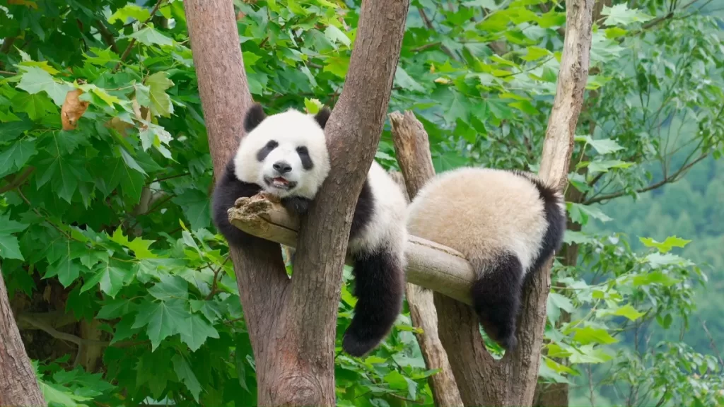 How Long Do Giant Pandas Sleep