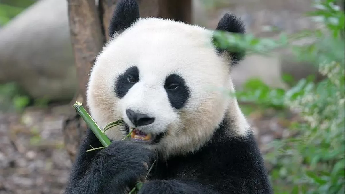 Panda A Bao