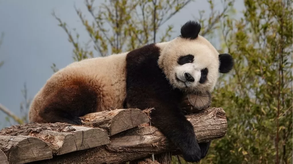 Panda Bao Mei